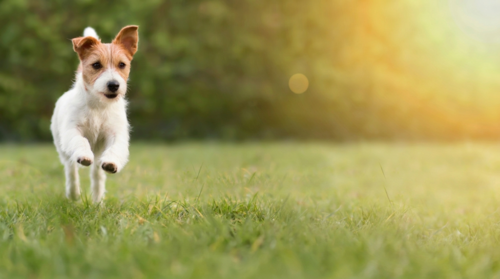 Best Dog-Friendly Spots in Bayonne